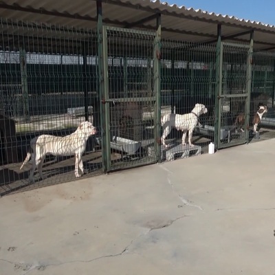 Sokağa terk edilmişlerdi! Barınakta acı görüntü