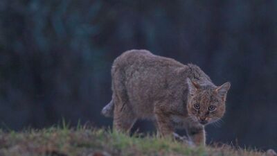 İşte Türkiye'deki kedi türleri
