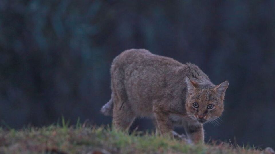 İşte Türkiye'deki kedi türleri