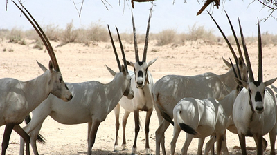 Soyu tükenmekte olan 20 Arap oriksi koruma altında