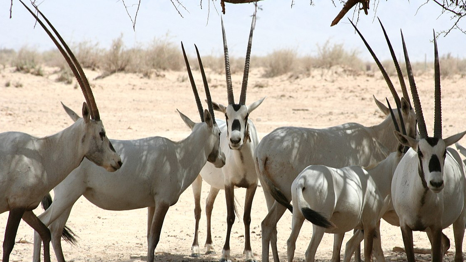 Soyu tükenmekte olan 20 Arap oriksi koruma altında