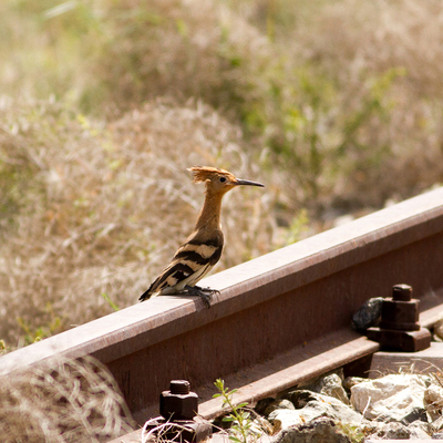 Yol bakım çalışmalarında görüntüledi!