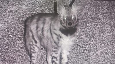 Yok olma tehlikesiyle karşı karşıya! Fotokapana yakalandı