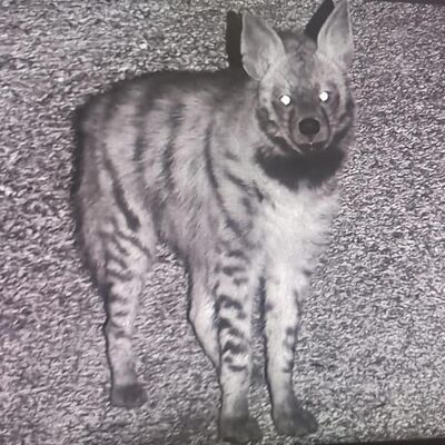 Yok olma tehlikesiyle karşı karşıya! Fotokapana yakalandı