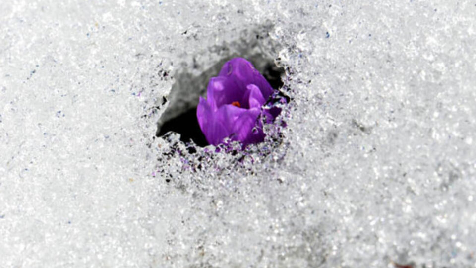 İlk cemre düştü mü?