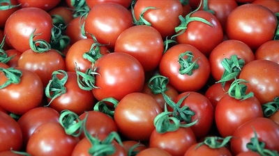 Domatesten 1 milyar dolar gelir hedefi