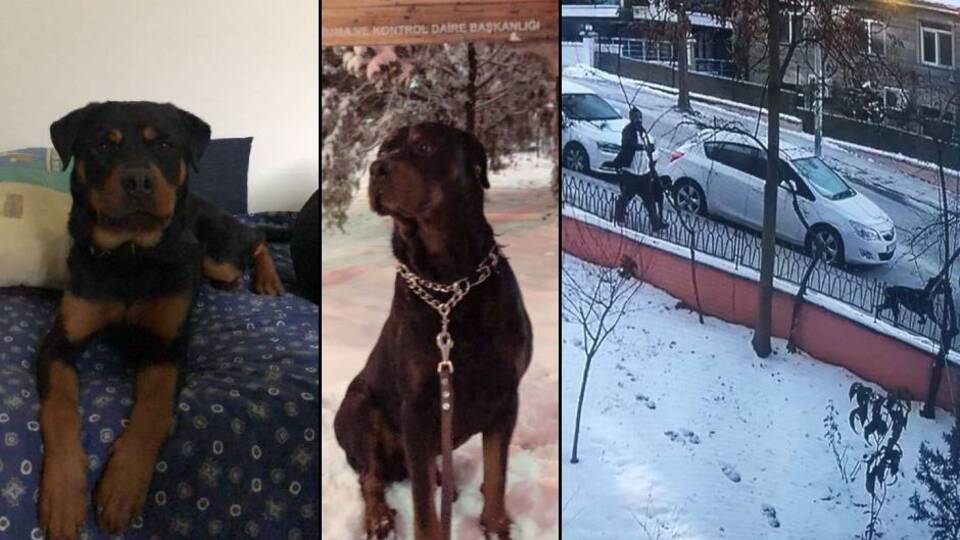 18 gündür çalınan 2 köpeğini arıyor