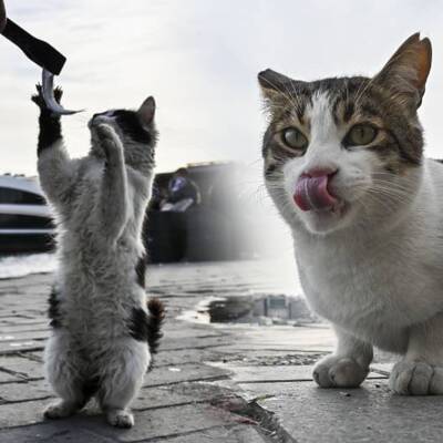 Onlara her gün 'Kediler Günü'