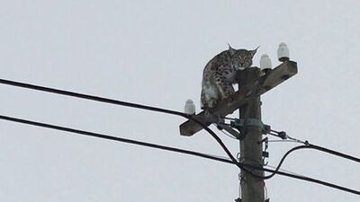 Telefon direğinde vaşak şaşkınlığı!