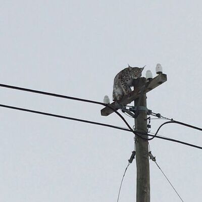 Telefon direğinde vaşak şaşkınlığı!