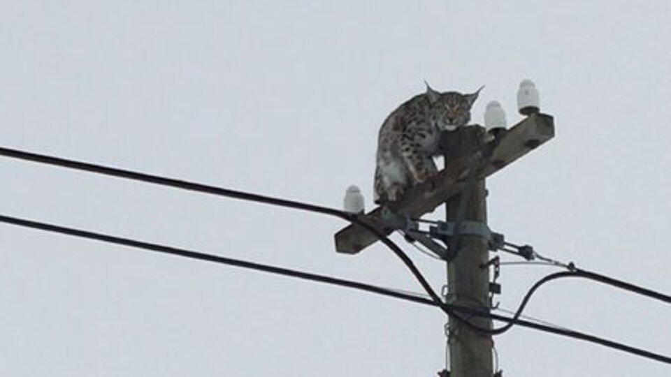 Telefon direğinde vaşak şaşkınlığı!