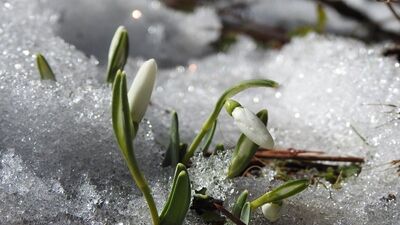 Kardelenleri koparmanın cezası: 109 bin 593 TL