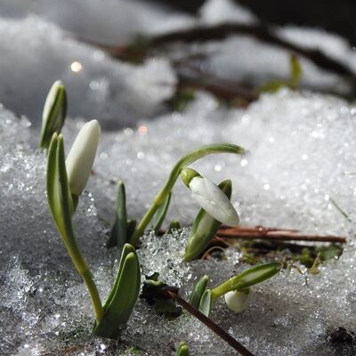 Kardelenleri koparmanın cezası: 109 bin 593 TL