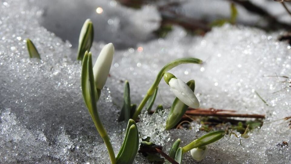 Kardelenleri koparmanın cezası: 109 bin 593 TL