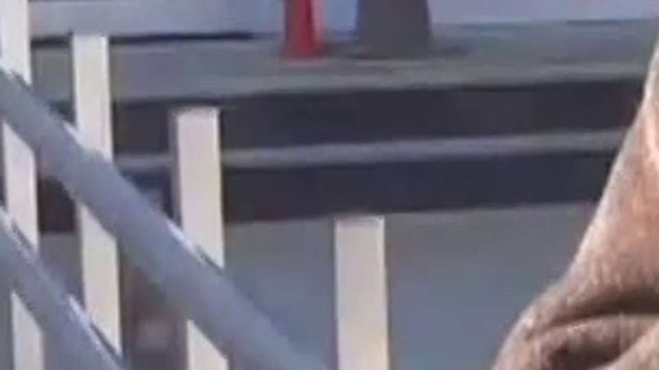 Engelli kadına hırsızlardan işkence! Serbest kaldılar!