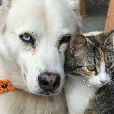 İşte en popüler kedi ve köpek isimleri