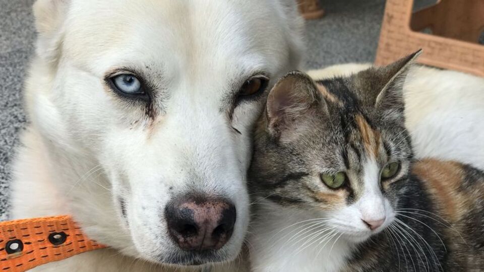 İşte en popüler kedi ve köpek isimleri