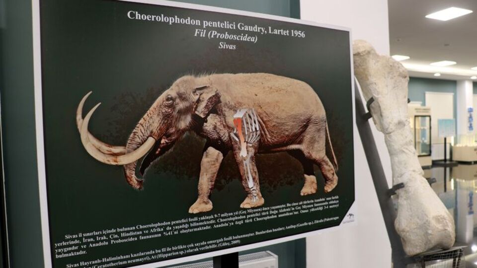 Milyonlarca yıl önce Afrika savanlarına benziyormuş!