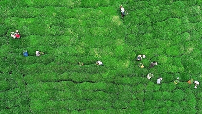 Çaydan 1.4 milyon dolar gelir