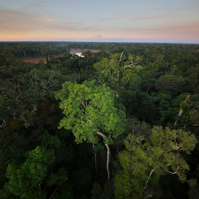 Amazon yağmur ormanları tehlike altında