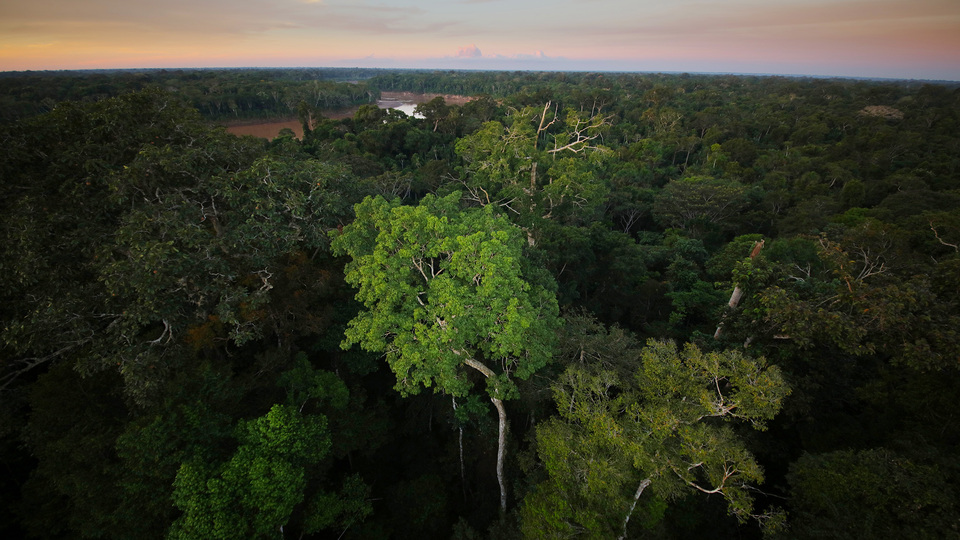 Amazon yağmur ormanları tehlike altında