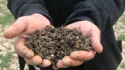 İki günde binlercesi öldü!