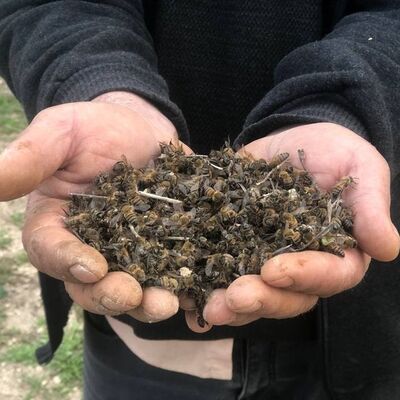 İki günde binlercesi öldü!