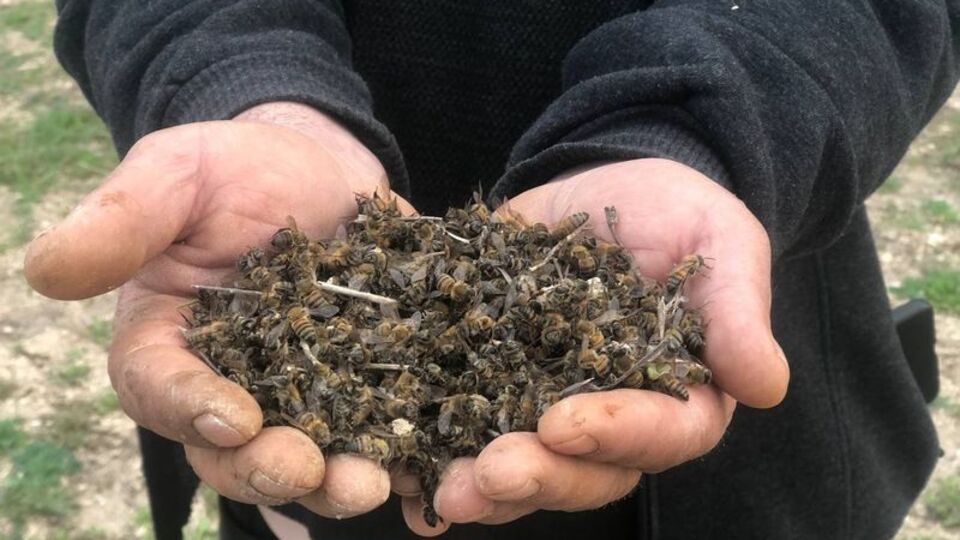 İki günde binlercesi öldü!