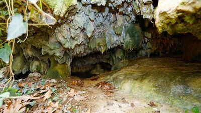 Hayvanlarını otlatırken buldular! Sarmaşıklar gizlemiş