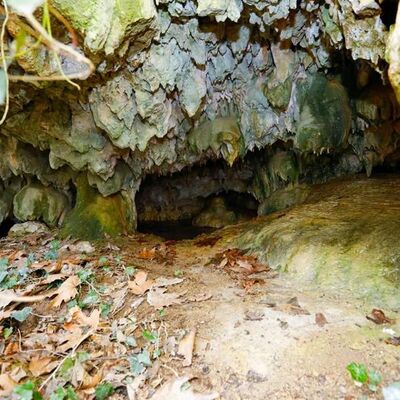 Hayvanlarını otlatırken buldular! Sarmaşıklar gizlemiş