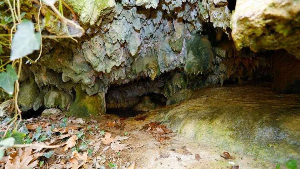 Hayvanlarını otlatırken buldular! Sarmaşıklar gizlemiş