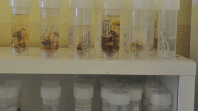 Konya'da keşfedildi! Dünyada ilk kez tanımlandı