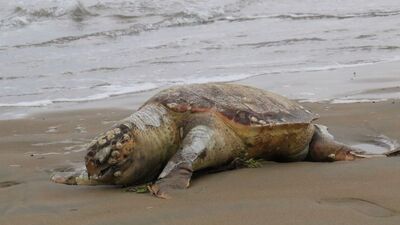 Ölü Caretta Caretta kıyıya vurdu