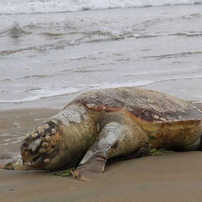 Ölü Caretta Caretta kıyıya vurdu
