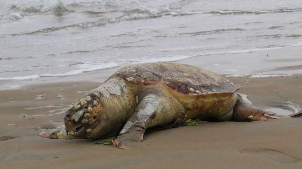 Ölü Caretta Caretta kıyıya vurdu