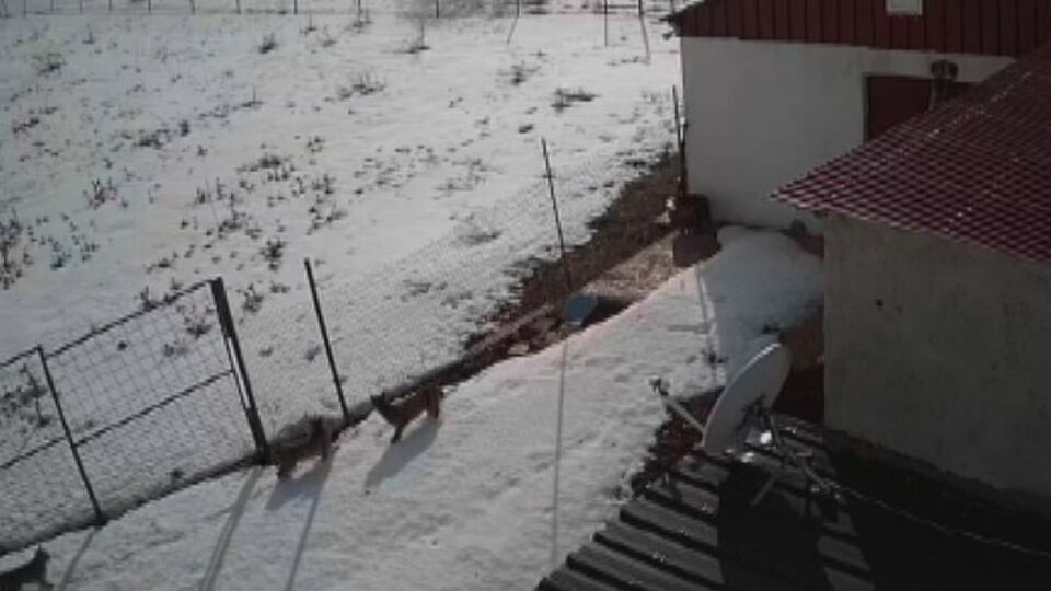 Nesli tehlikede! Güvenlik kamerasıyla görüntülendi