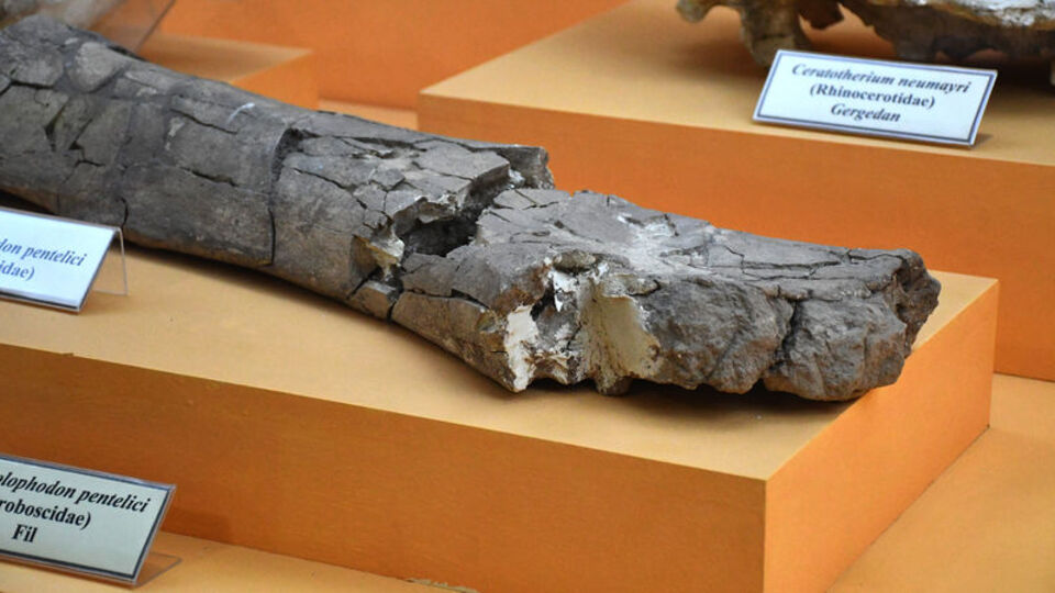 Sivas'ta sergileniyor... Milyon yıllık!