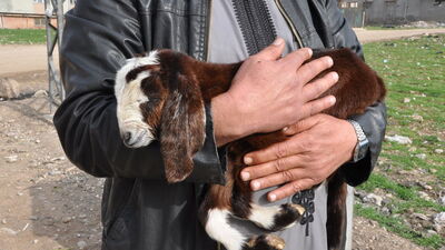 Çöp konteyneri yanında bulmuşlardı... Bebek gibi bakıyorlar