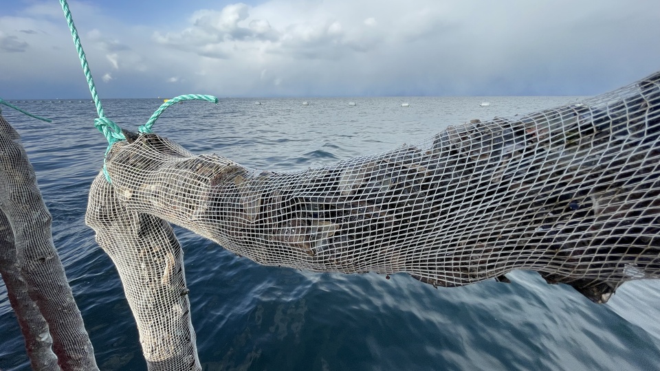 Prof. Okyar söyledi! 'Marmara'da müsilaj var'