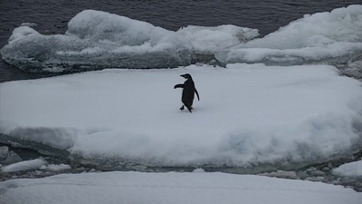 "Dünyada yaklaşık 40 bin türün nesli tehlikede"