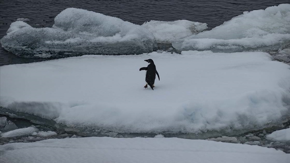 "Dünyada yaklaşık 40 bin türün nesli tehlikede"