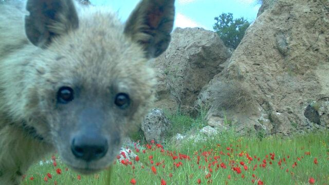 Ormanlara yerleştirilen fotokapanlara yansıdı