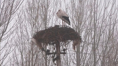 Muş'a gelen leyleklere kar sürprizi