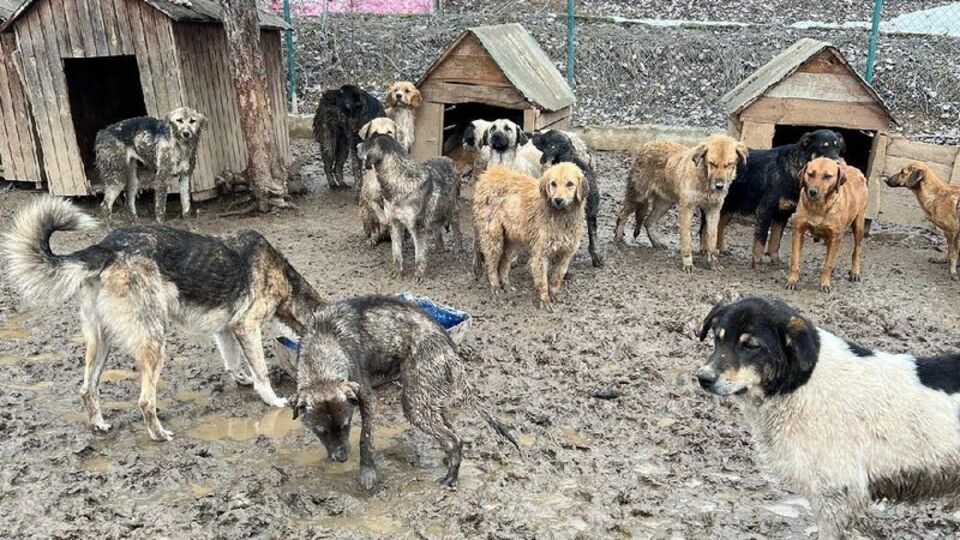 Gerede barınağında hayvan ölümleri iddiası