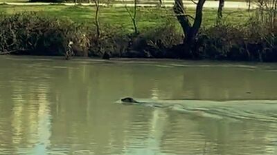 Manavgat Irmağı'nı mesken tuttu