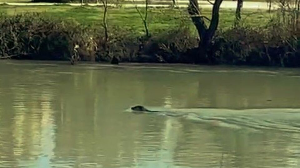 Manavgat Irmağı'nı mesken tuttu