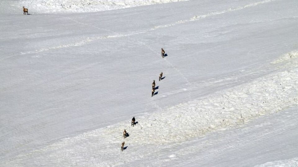 'Görülmesi neredeyse imkansızdır'