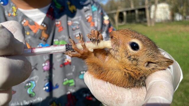Sakat veya bitkin halde bulunup özenle bakılıyor