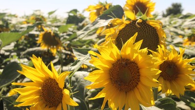 Ayçiçekte durum ne?