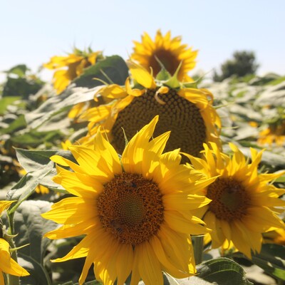 Ayçiçekte durum ne?